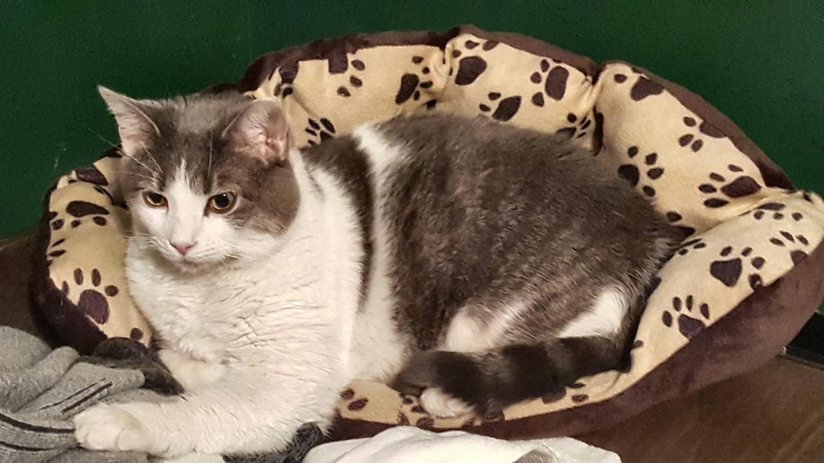 Firefighters Save Cat S Nine Lives News Thecourierexpress Com
