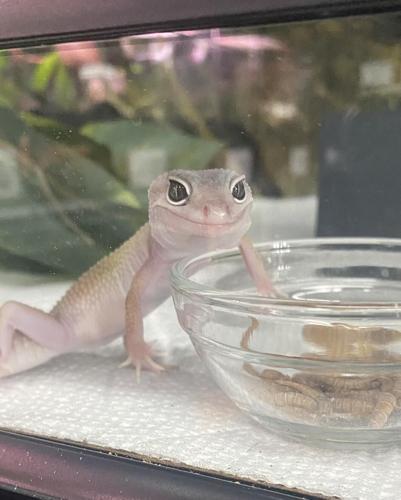 Bail Python St. Marys business owners aim to educate and advocate for reptiles ...