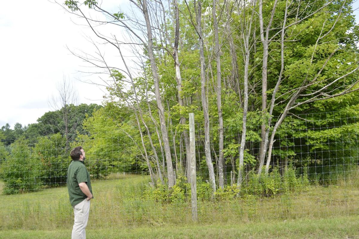 Infestation Of Ash Trees Very Extensive Tri County Sunday Thecourierexpress Com
