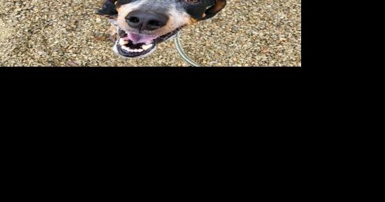FUREVER HOMES: Pets of the Week - Vimarsana News