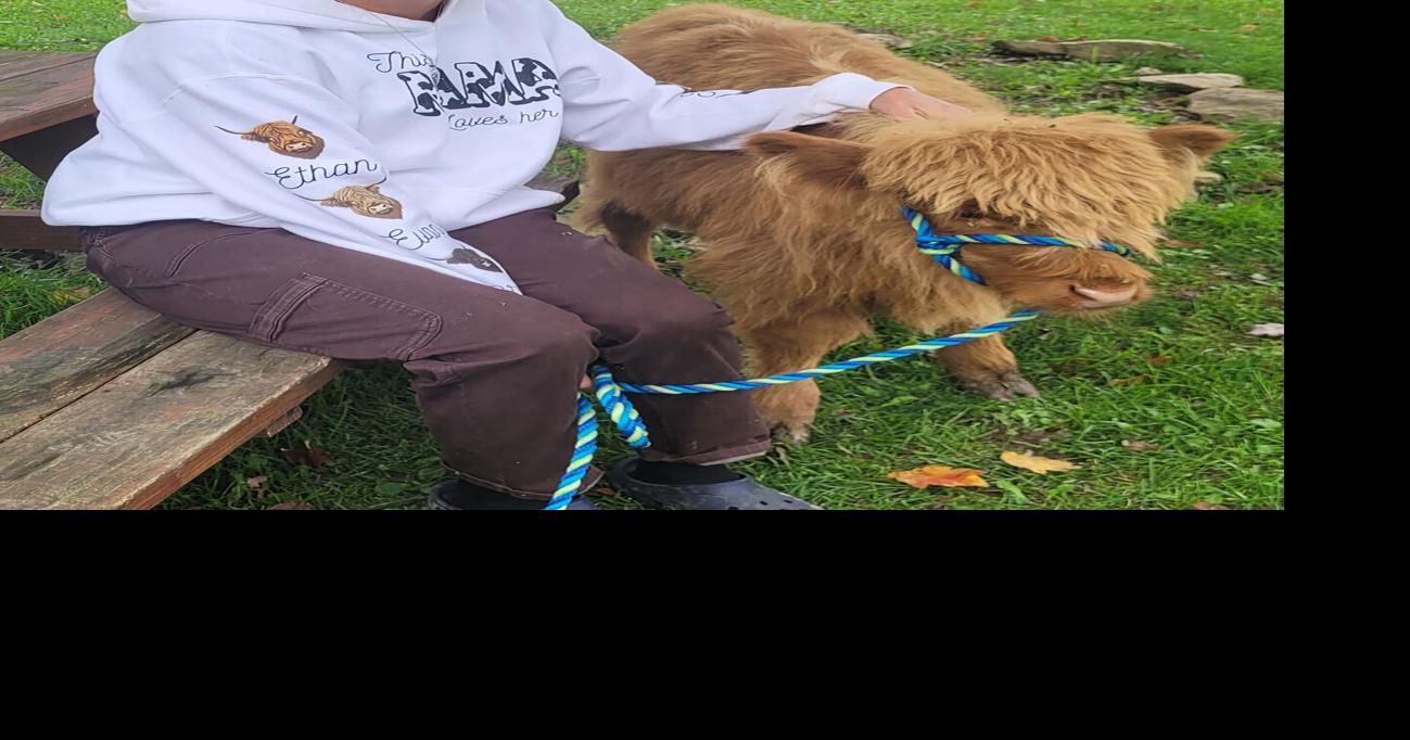 Milo the Highland calf brings smiles and healing to area nursing homes