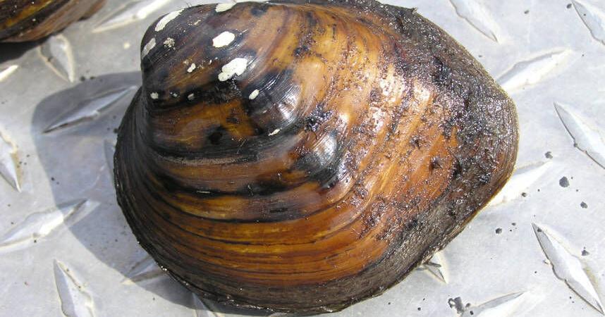 Pa. endangered species series: Sheepnose mussel | Local