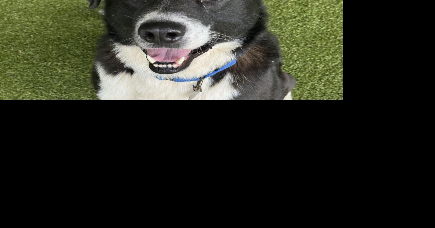 FUREVER HOMES: Pets of the Week | Local | thecourierexpress.com