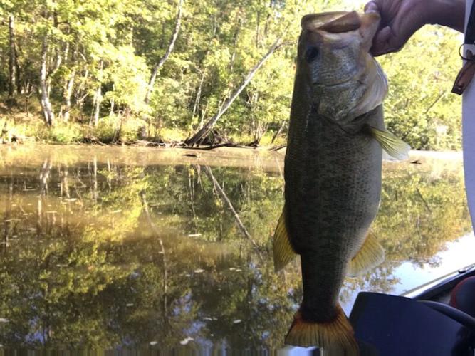 Big bass explodes on buzz bait, then puts up great fight before