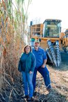 A Day in the Life of a Sugar Cane Family