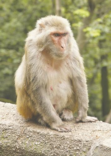 FAU  Origin of Monkeys Living Near an Urban Airport for Decades Confirmed