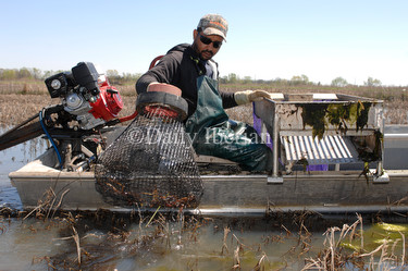 Lost days costing crawfish season at peak