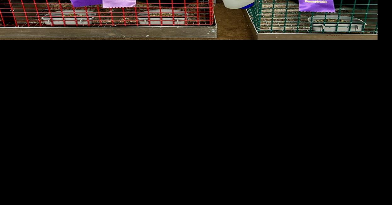 Rabbits rake in ribbons for Bradford County 4H member Local/Regional