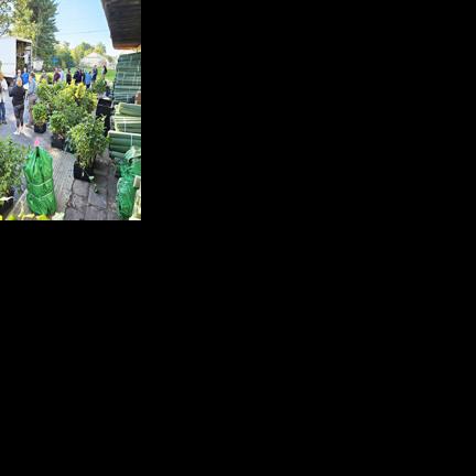 KEYSTONE 10 MILLION TREES PARTNERSHIP ADDING 130,000 NEW TREES FOR ...