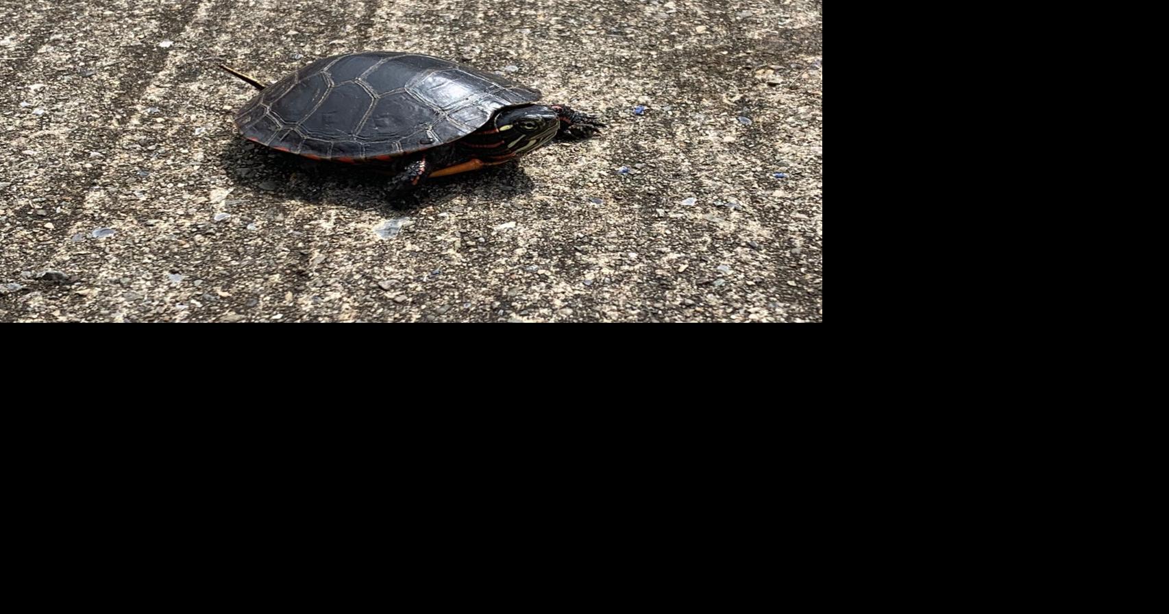 Turtle time at the Daily Review!