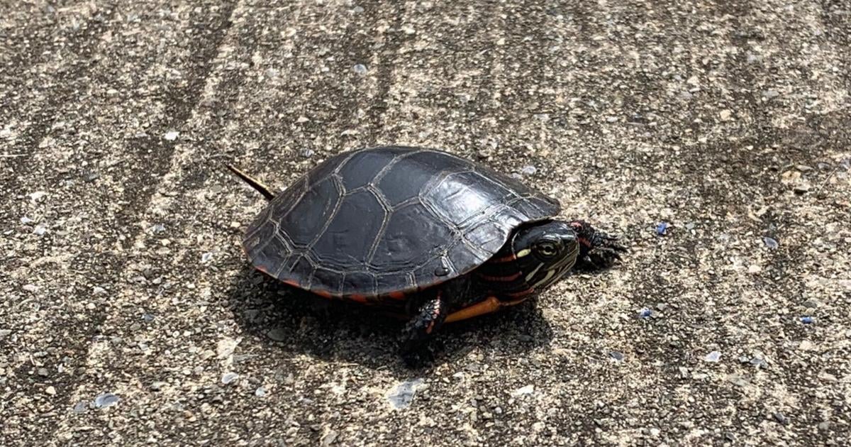 Turtle time at the Daily Review!