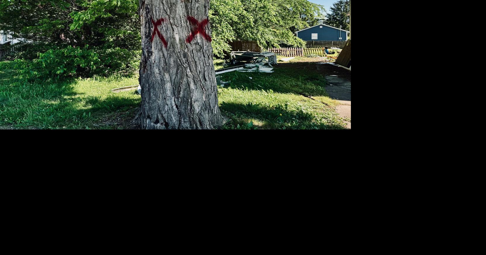 South Waverly Borough Council seeks solution to dead tree problem