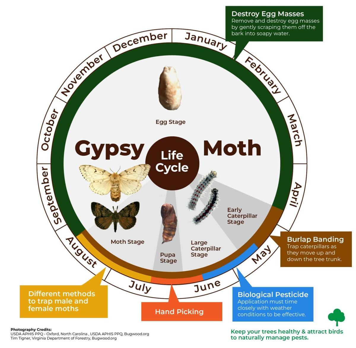 Making Homemade Gypsy Moth Traps