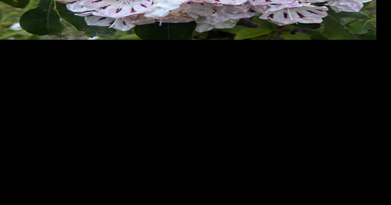 Read moreStill Out There: Camping amid the mountain laurel