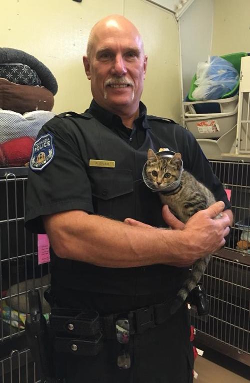 Call About Cat Prompts Towanda Bridge Rescue Local Regional
