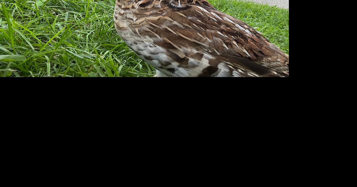 The ruffed grouse: Pa.'s proud state bird | | thedailyreview.com