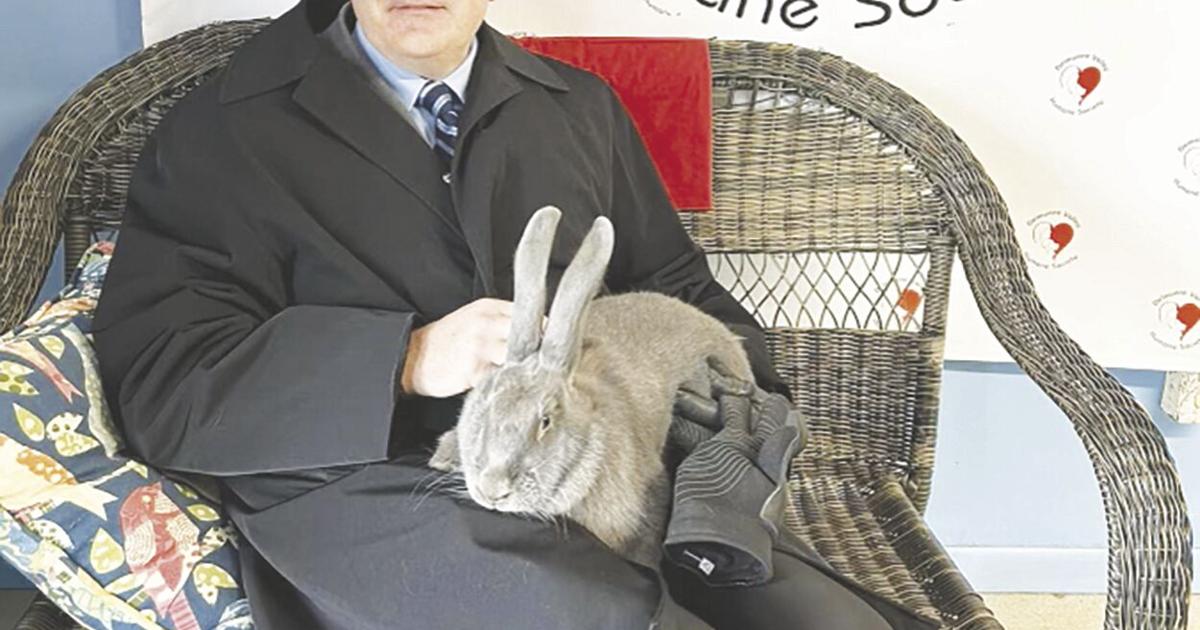Rabbit found in Norwich is B-G's new mascot | News | thedailystar.com