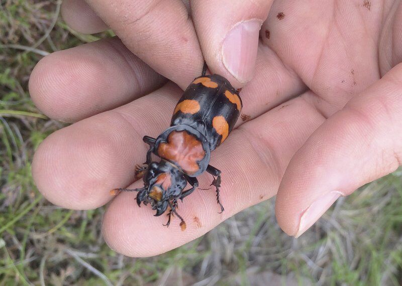 Feds give SUNY Cobleskill $140K to help ailing beetle