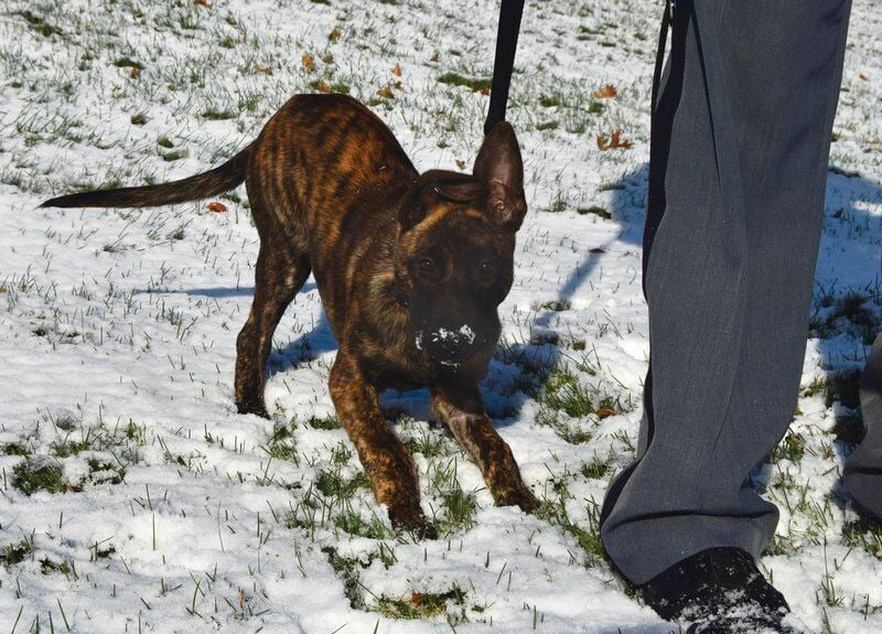 Puppy joins SUNY Delhi police force