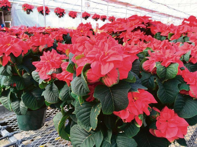 Poinsettia growers help make the season bright