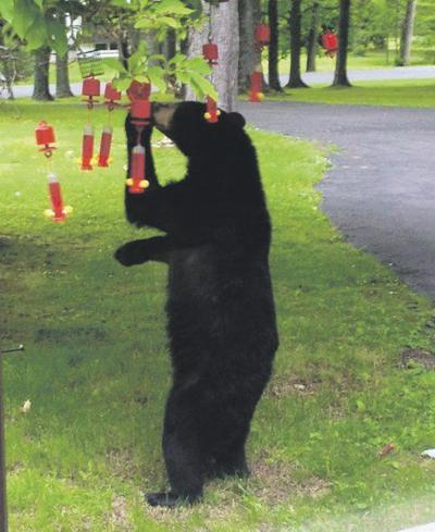 Bears Becoming Bolder In New York Local News Thedailystar Com