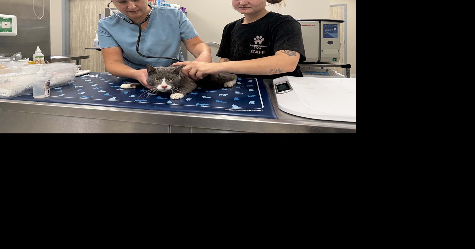 Susquehanna SPCA takes in more than 40 cats in need of medical care | Local News