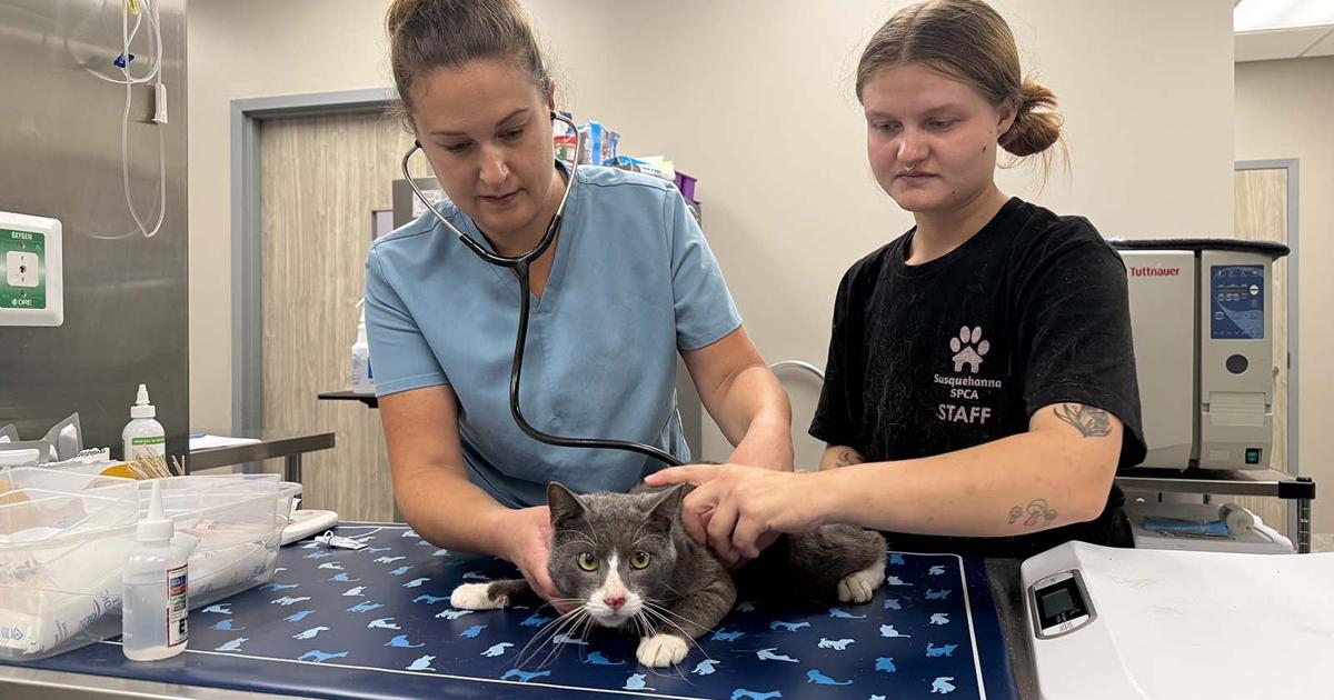 Susquehanna SPCA takes in more than 40 cats in need of medical care | Local News Susquehanna SPCA takes in more than 40 cats in need of medical care | Local News