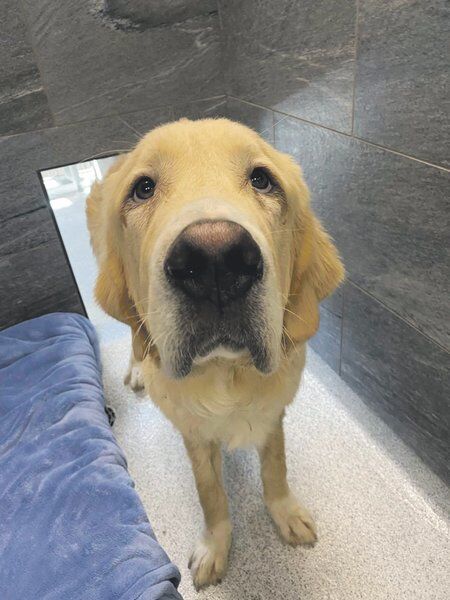 Shelter: Hoarder, hurricane left dogs in need of homes