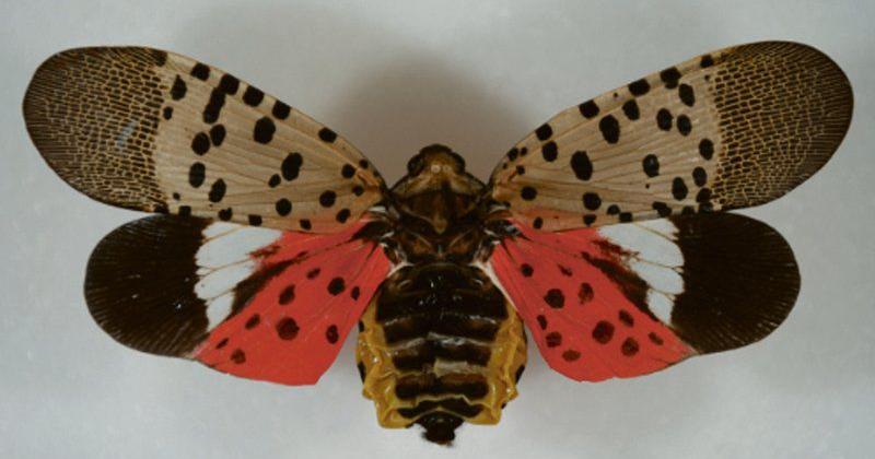 State: New invasive insect threatens crops | Local News | thedailystar.com