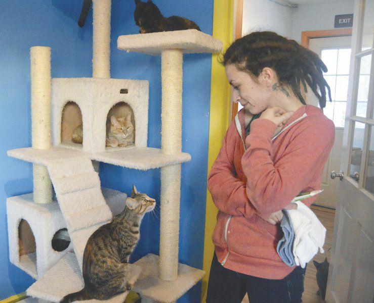 Want To Help Stray Cats Shelter To Offer Tips Local News