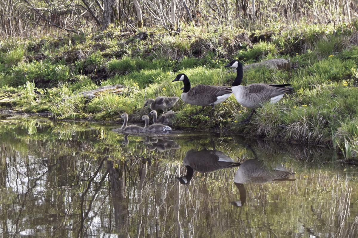 Good for the goose