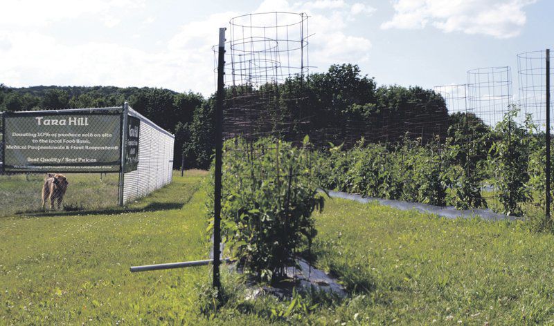 New farmer in Otego sells, donates fresh produce