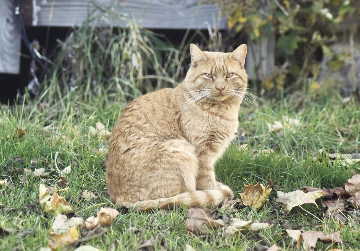 Mouse patrol