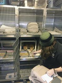 Local shelter takes in NYC pets displaced by pandemic