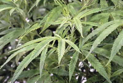 Hochul eyes big revenue stream from legal weed