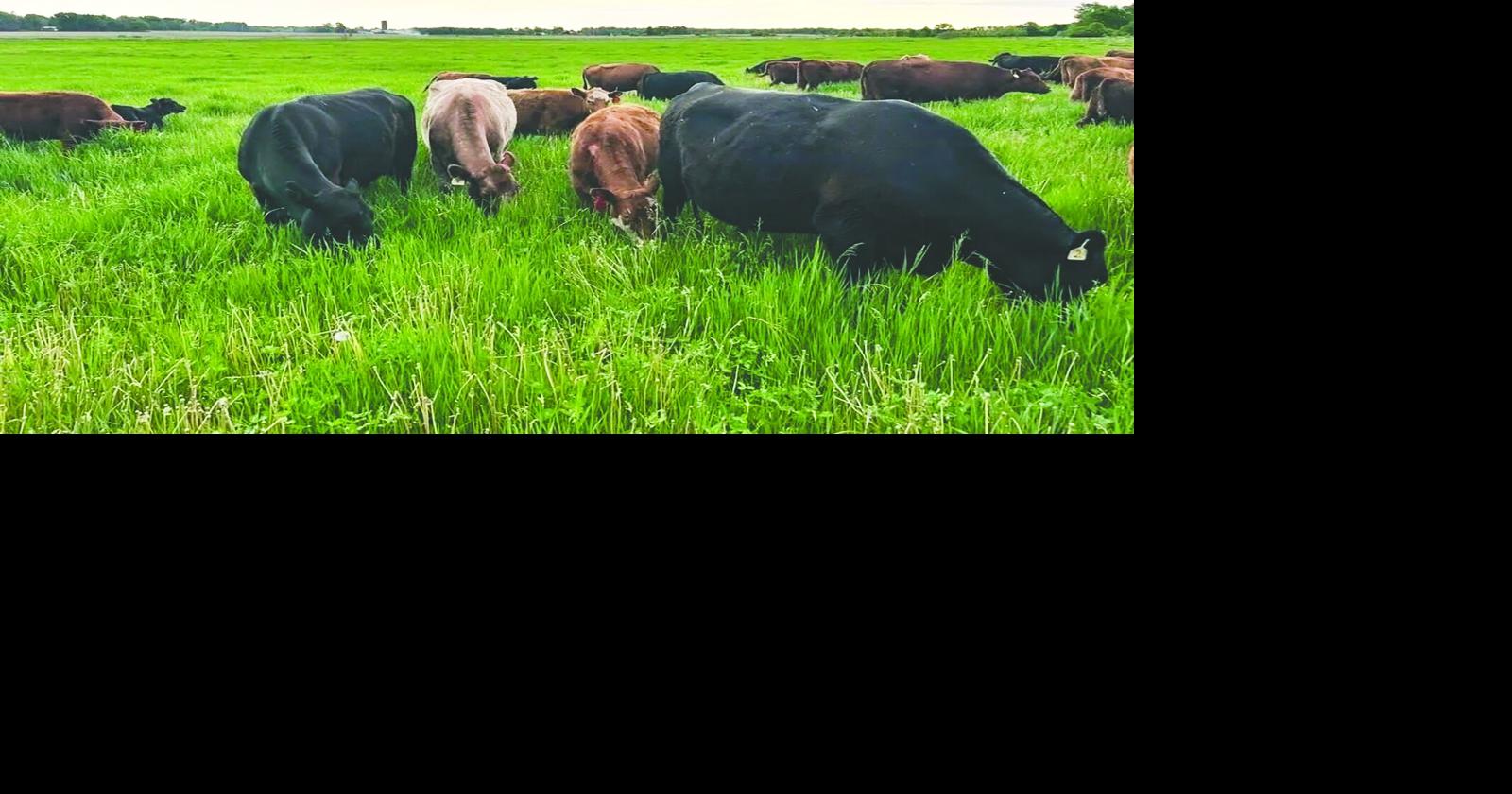 State of the Farm: Animal welfare concerns reshape livestock farming