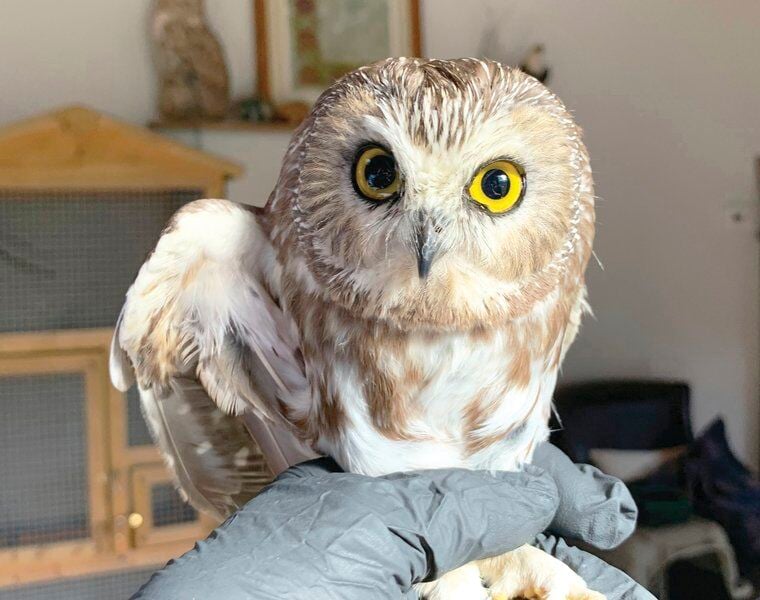 Owl found in Rockefeller tree to be returned to Oneonta