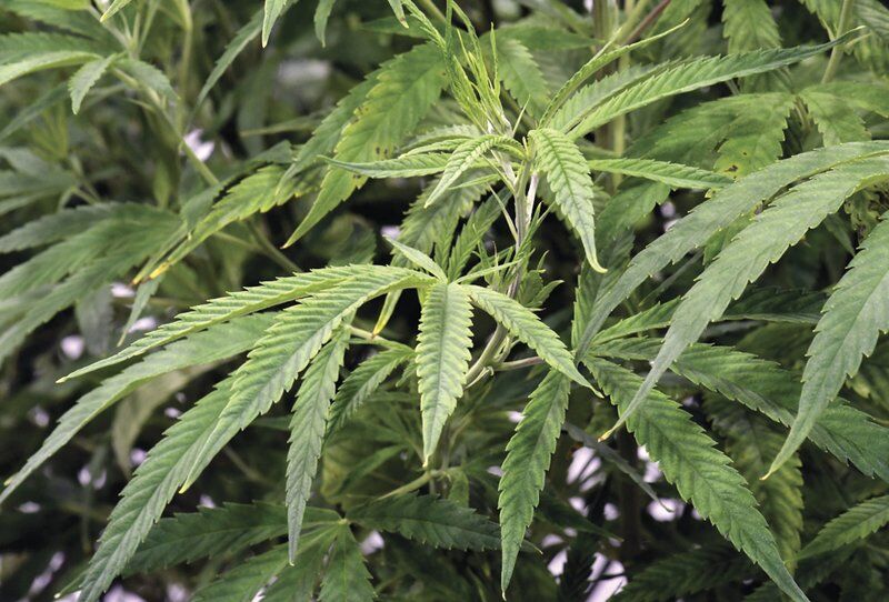 Marijuana