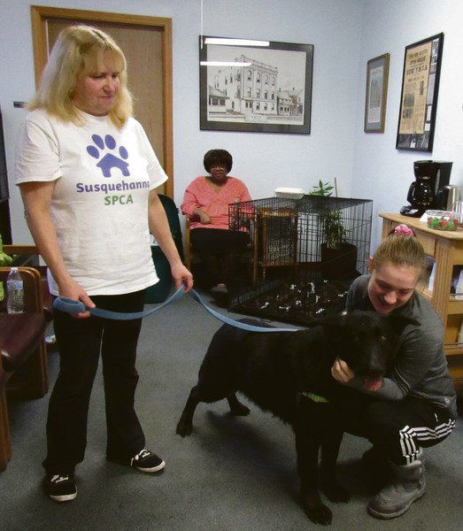 YMCA helps pets find forever homes