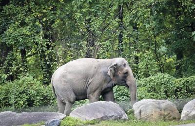 State's high court weighs human rights for elephant