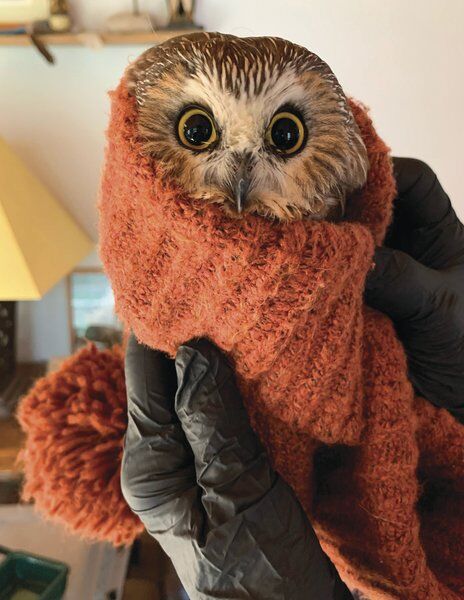 Shelter says owl found in NYC tree is doing well