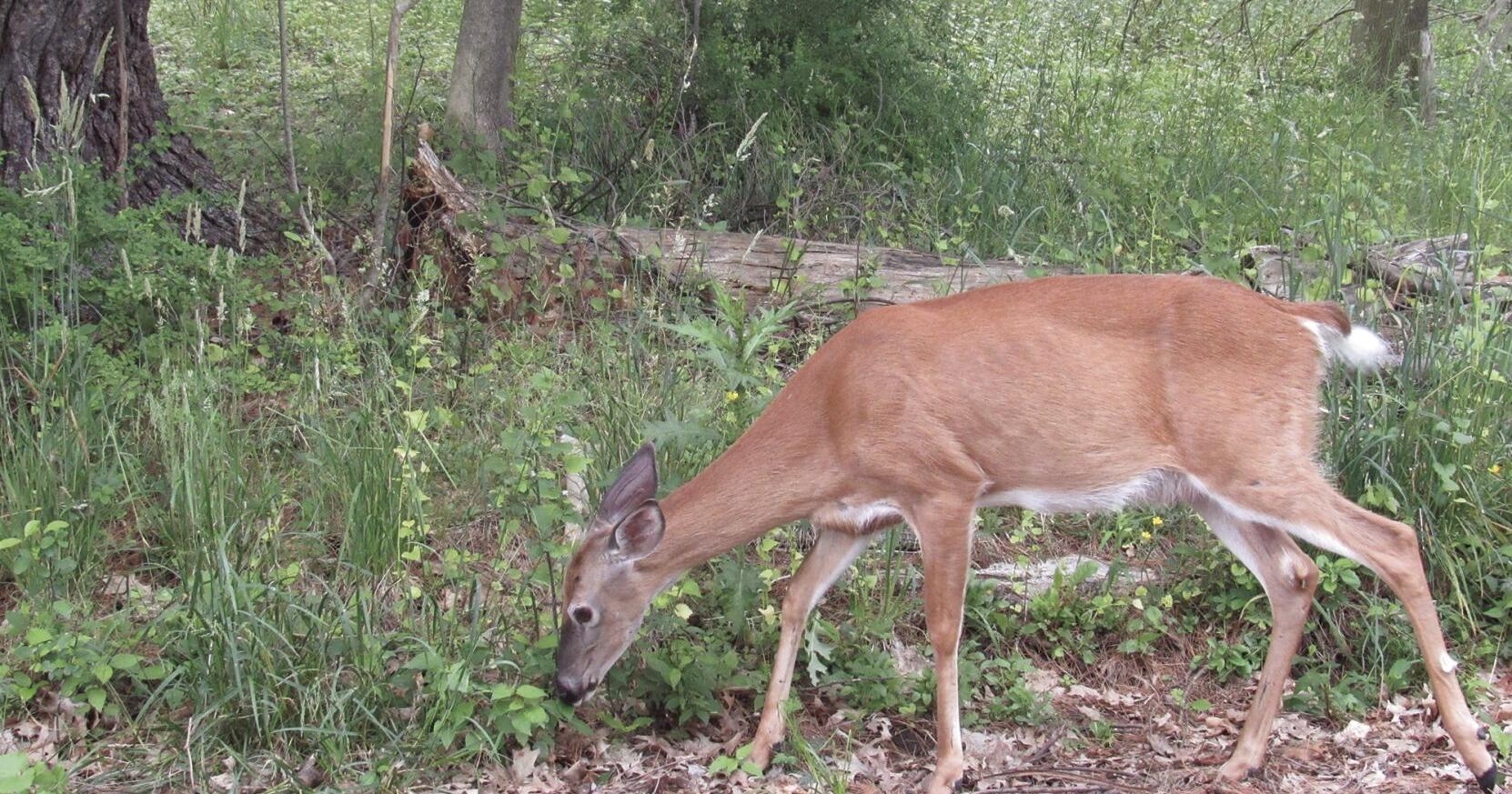 City launches tool for reporting deer interactions - Vimarsana News