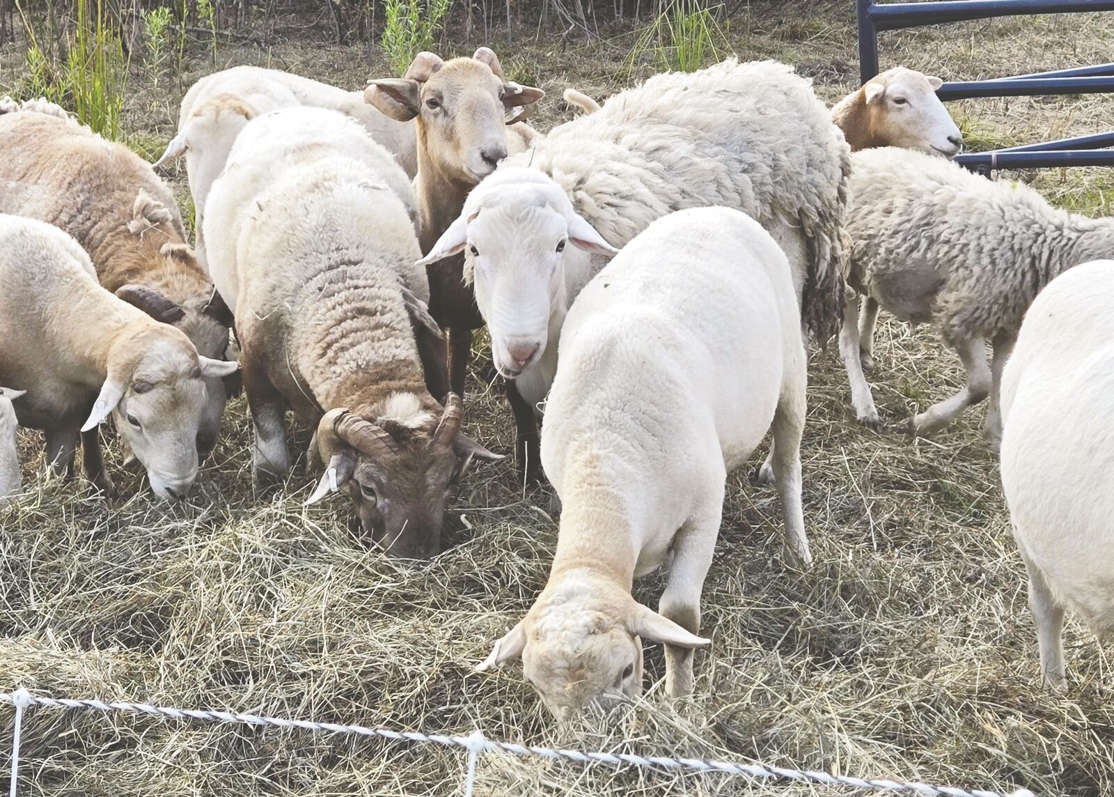 Key Pouch German Shrunken Calf×Lamb 時計のアイテム一覧 - ビギン