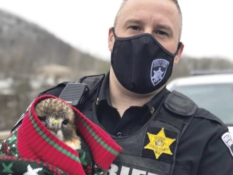 Police help woman rescue injured hawk on I-88