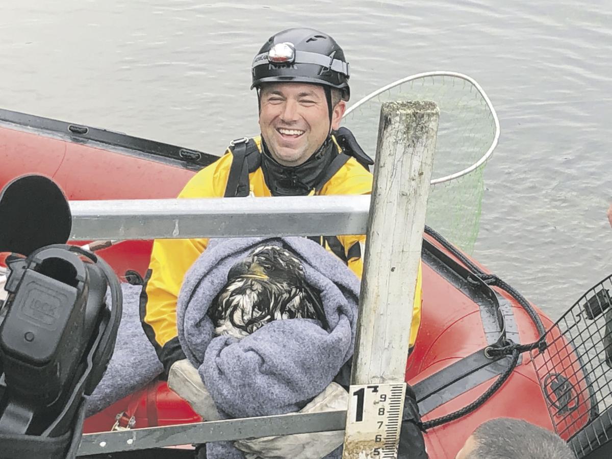Officers save bald eagle trapped at reservoir