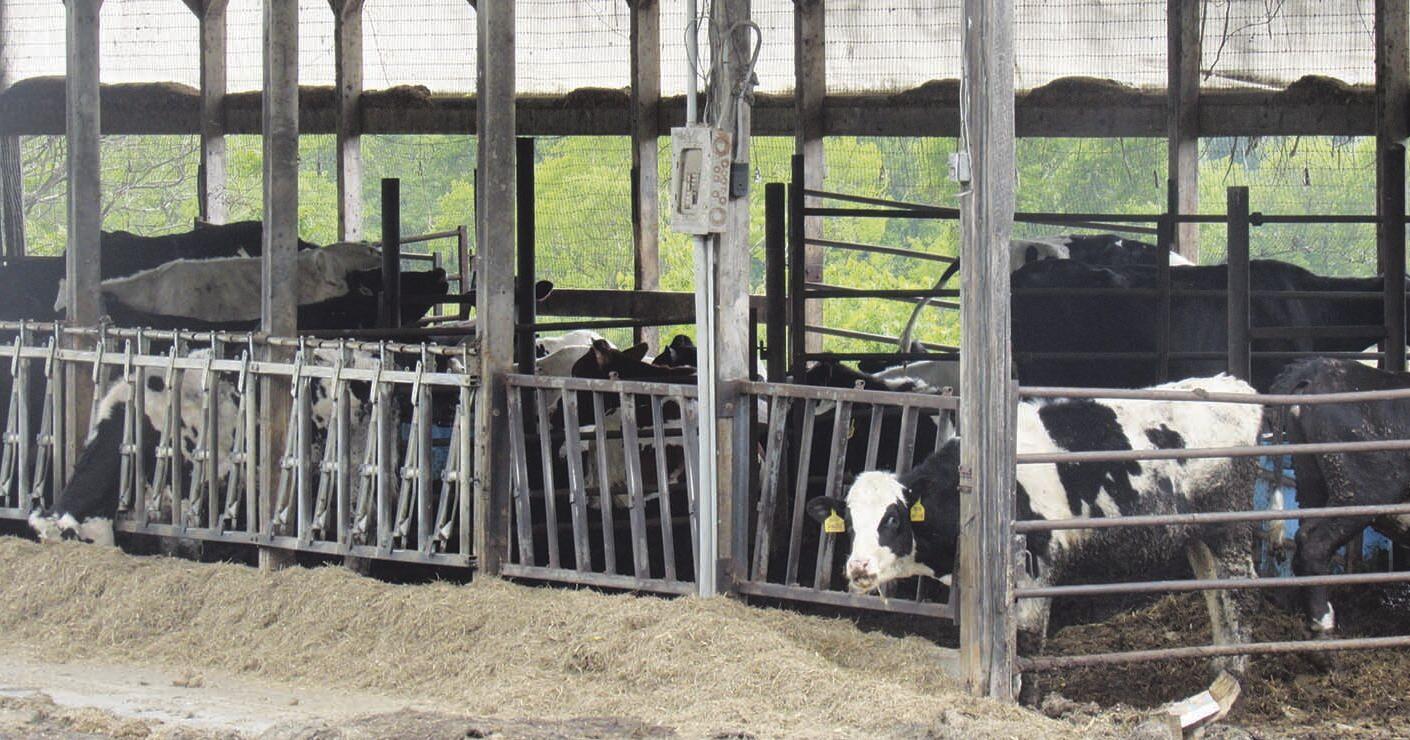 State, local fairs update exhibitors about bird flu - Vimarsana News