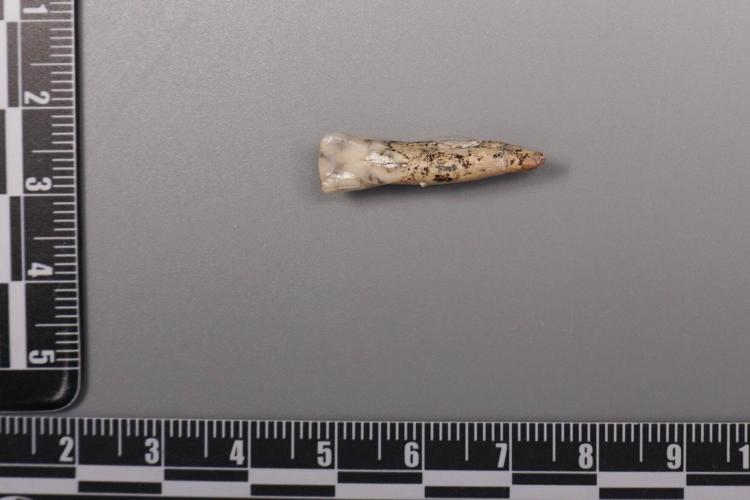 Ancient teeth hint at canoodling between early human relatives ...