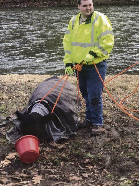 Escaped cow is rescued from Delaware River