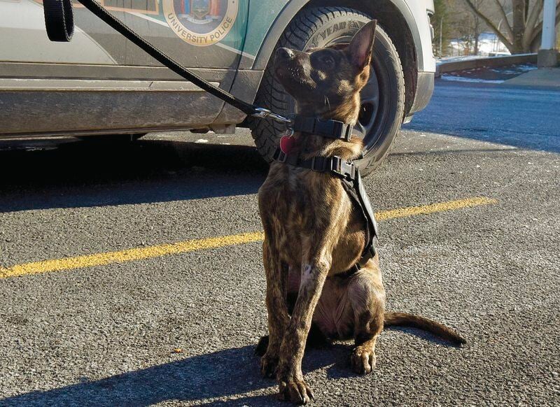 Puppy joins SUNY Delhi police force
