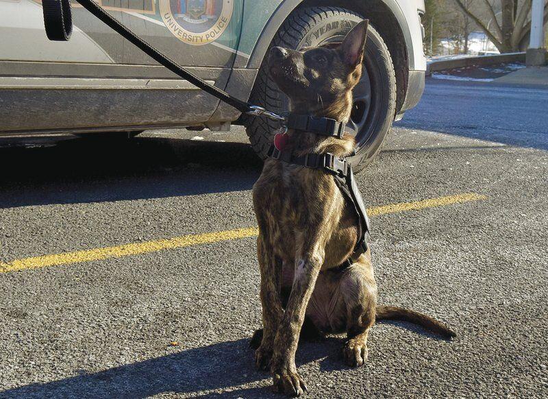 Puppy Joins Suny Delhi Police Force Local News Thedailystar Com Manipal hospitals is the best multispeciality hospital in delhi located in dwarka. puppy joins suny delhi police force